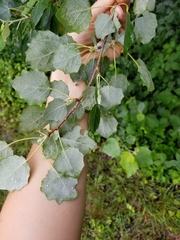 Populus alba