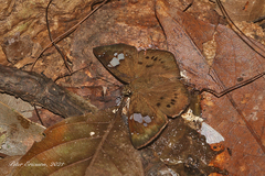 Coladenia agni