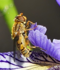 Parhelophilus laetus