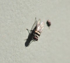 Anthomyia vicarians