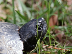 Pseudemys alabamensis