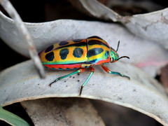 Calidea dregii