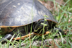 Pseudemys alabamensis