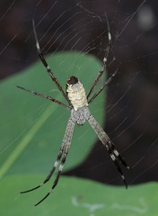 Argiope radon