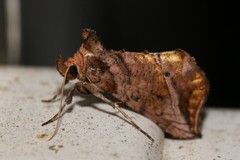 Pseudeva purpurigera