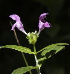 Scutellaria integrifolia