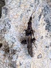 Oedemera basalis