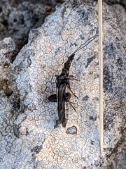 Oedemera basalis