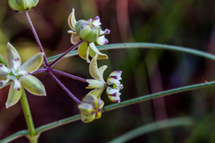 Asclepias praemorsa