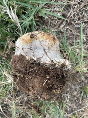 Ganoderma