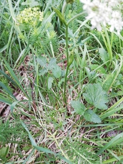Heracleum austriacum