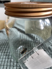 Diphyus quadripunctorius