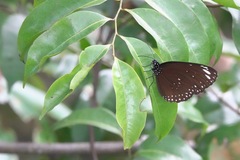 Euploea crameri