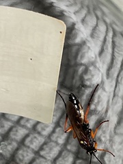 Diphyus quadripunctorius