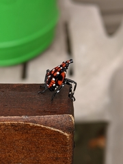 Lycorma delicatula