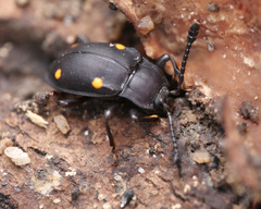 Eumorphus assamensis