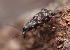 Acorynus frontalis