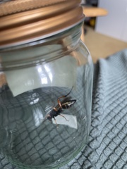 Diphyus quadripunctorius