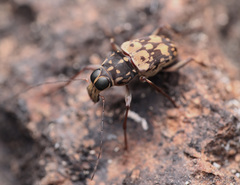 Litocerus