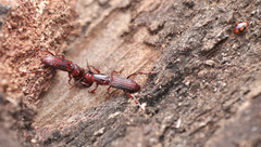 Cyphagogini