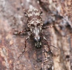 Acorynus frontalis