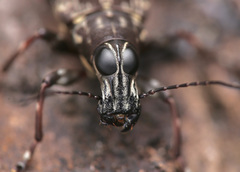 Acorynus frontalis