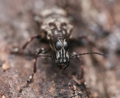 Acorynus frontalis