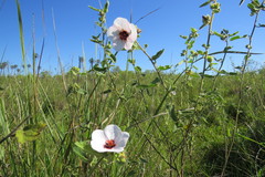 Pavonia distinguenda