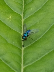 Condylostylus armipes