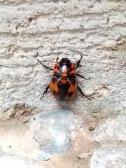 Cyclocephala deceptor