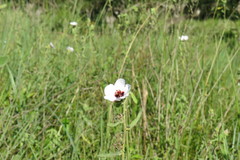 Pavonia distinguenda