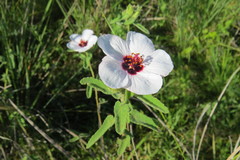 Pavonia distinguenda