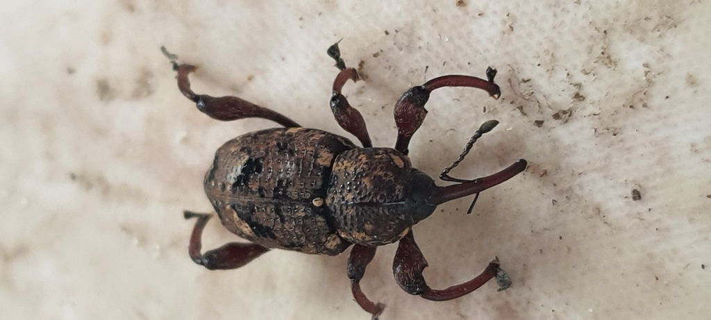Marshallius anacardii