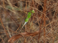 Anax parthenope julius