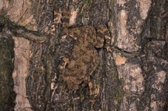Duttaphrynus melanostictus