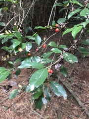 Tricalysia capensis