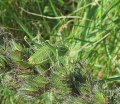 Poecilimon intermedius