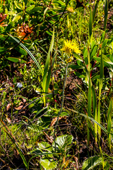 Berkheya rhapontica