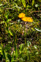 Berkheya speciosa