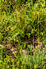 Bulbine asphodeloides