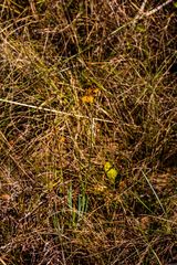 Bulbine asphodeloides