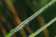 Tristachya biseriata