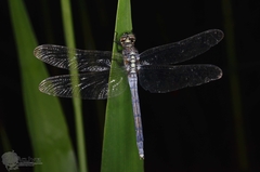 Orthetrum poecilops