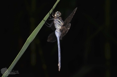Orthetrum poecilops