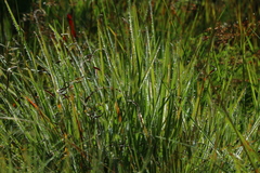 Tristachya biseriata