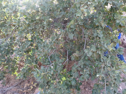 Image of Quercus chihuahuensis by (c) Leví Bernardo Martínez Reza, some rights reserved (CC BY-SA)