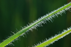 Tristachya biseriata