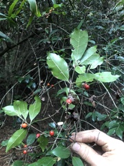 Tricalysia capensis