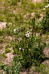 Callilepis laureola