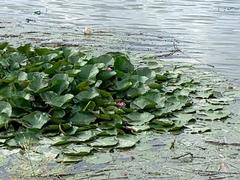 Nymphaea × marliacea